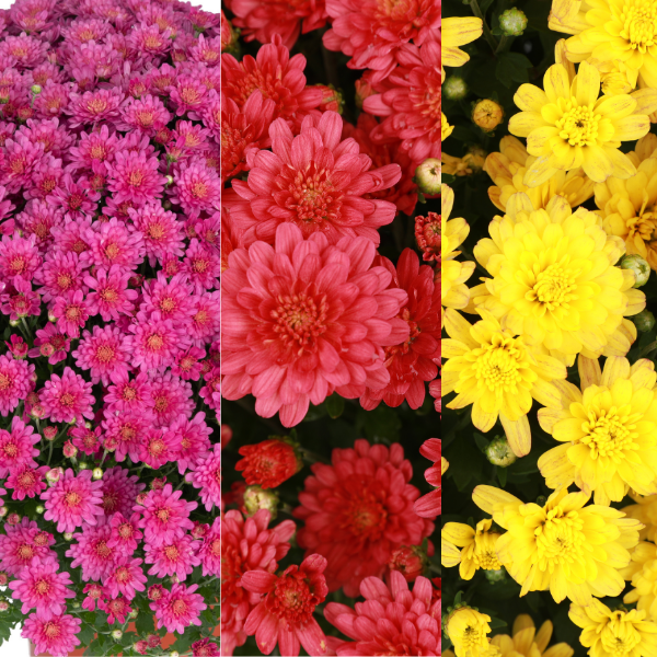 Mum Combo 'Combo #50'