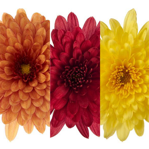 Mum Combo 'Combo #53'