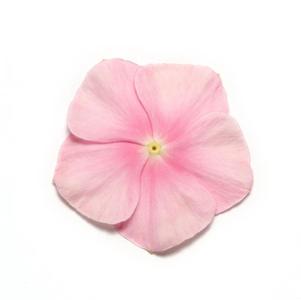 madagascar periwinkle