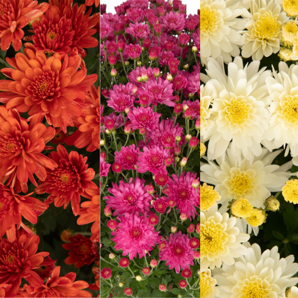 Mum Combo 'Combo #57'