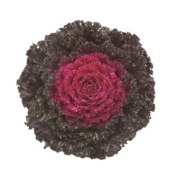 Kale 'Crystal Deep Red'