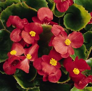 Begonia semperflorens cultorum 'Prelude Plus Scarlet'