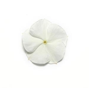Vinca catharanthus roseus 'Pacifica White Xp'