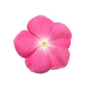 Vinca catharanthus roseus 'Pacifica Rose Halo Xp'