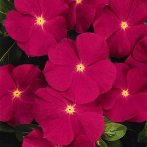 Vinca catharanthus roseus 'Titan Rose'