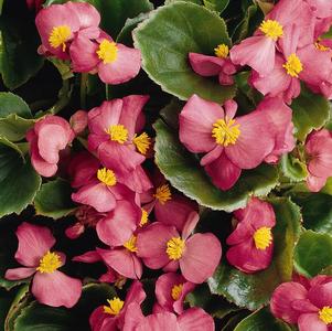 Begonia semperflorens cultorum 'Prelude Plus Rose'