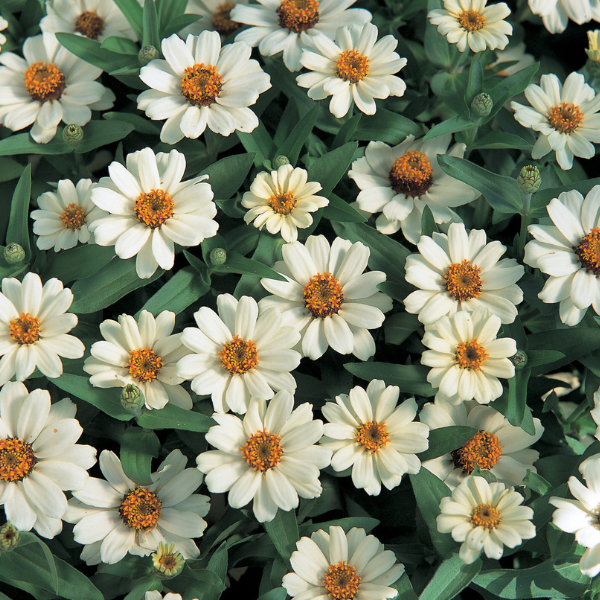 Zinnia hybrida 'Profusion White'