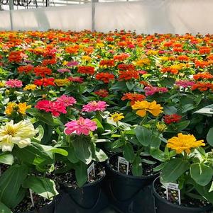 Zinnia elegans 'Short Stuff Mix'