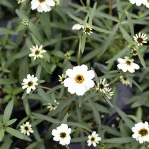 Zinnia angustifolia 'Star White'
