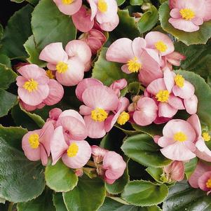 Begonia semperflorens cultorum 'Prelude Plus Pink'