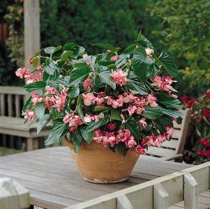 Begonia hybrida 'Dragon Wing Pink'