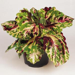 Coleus scutellarioides 'Kong Mosaic'