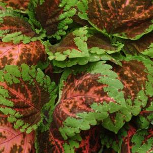 Coleus scutellarioides 'Kong Salmon Pink'