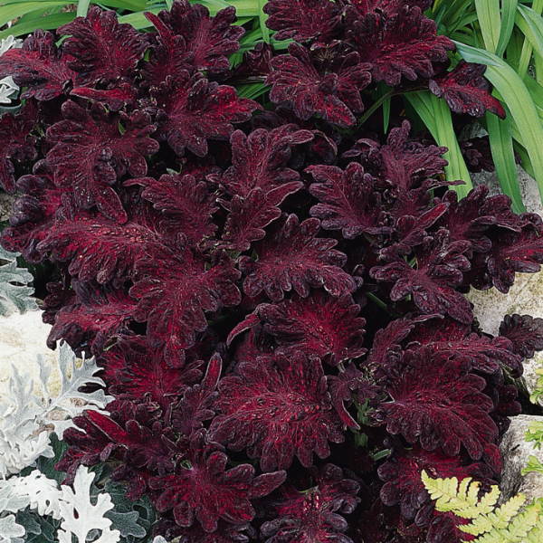 Coleus scutellarioides 'Black Dragon'