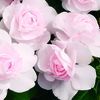 Double Impatiens walleriana 'Silhouette Appleblossom'