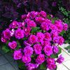 Double Impatiens walleriana 'Silhouette Rose'