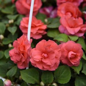 Double Impatiens walleriana 'Silhouette Salmon'