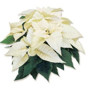 Poinsettia euphorbia pulcherrima 'Whitestar'