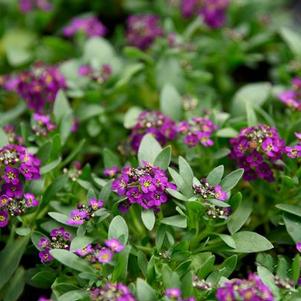 Alyssum lobularia maritima 'Easter Bonnet Violet'