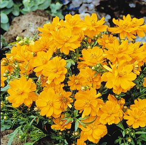 Cosmos sulphureus 'Cosmic Orange'