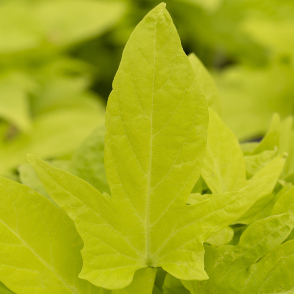 Sweet Potato Vine