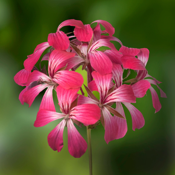 Geranium Ivy pelargonium peltatum 'Cascade Acapulco Compact'