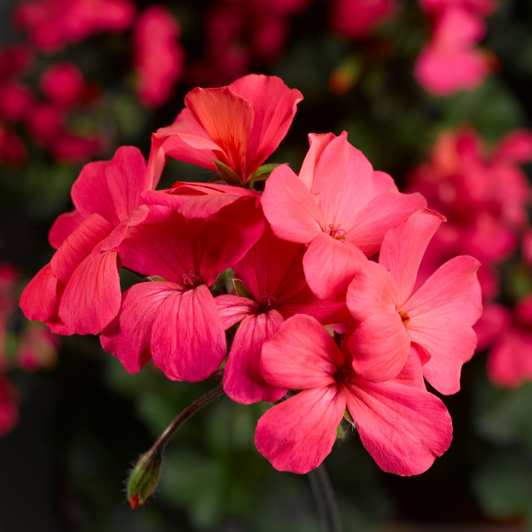 Geranium Interspecific pelargonium interspecific 'Caliente Coral Salmon'