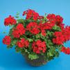 Geranium Interspecific pelargonium interspecific 'Caliente Deep Red'