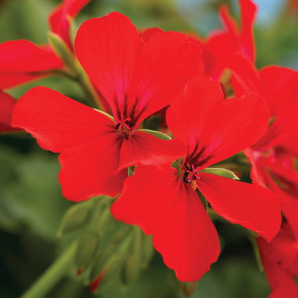 Geranium Interspecific pelargonium interspecific 'Caliente Deep Red'