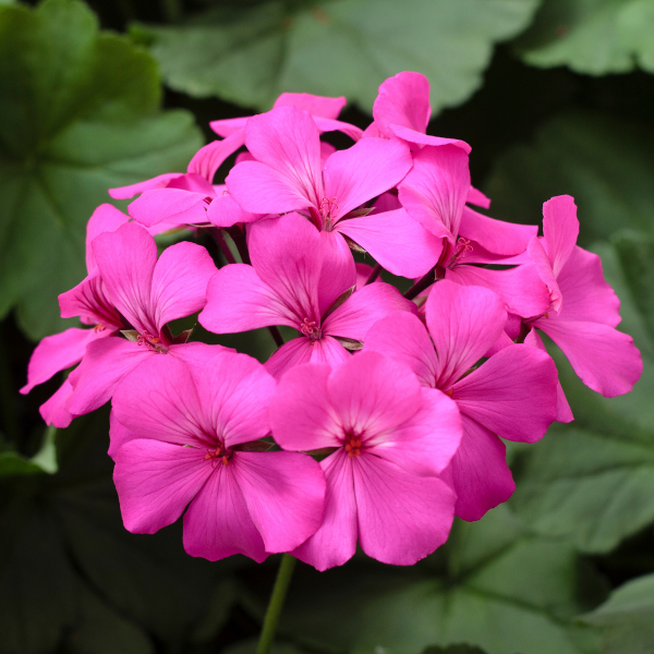 Geranium Interspecific pelargonium interspecific 'Caliente Lavender Imp'