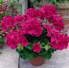 Geranium Interspecific pelargonium interspecific 'Caliente Rose'