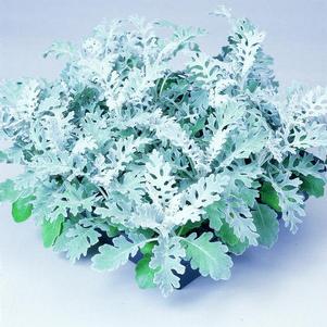 Dusty Miller senecio cineraria 'Silver Dust'