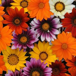 Gazania rigens 'New Day Mix'