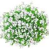 Geranium Ivy pelargonium peltatum 'Cascade White'