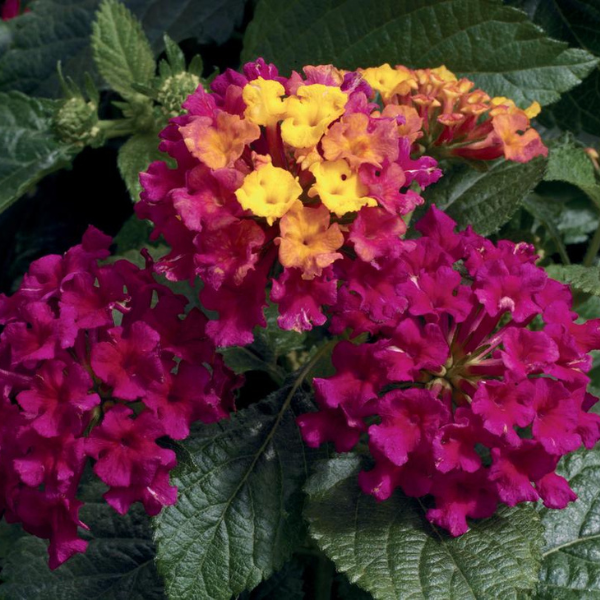 Lantana camara 'Bandana Cherry'