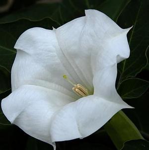 Moon Flower ipomoea alba 'White'