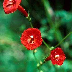 Morning Glory ipomoea nil 'Cardinal Climber'