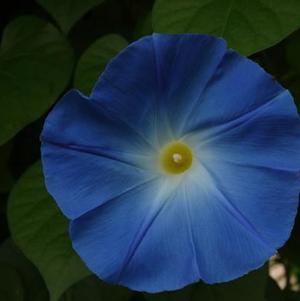 Morning Glory ipomoea nil 'Clark's Heavenly Blue'