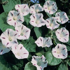 Morning Glory ipomoea nil 'Milky Way'