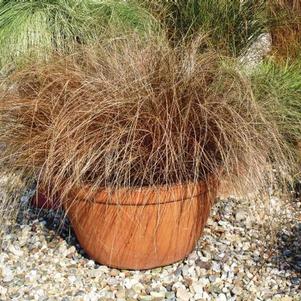 Ornamental Grass comans 'Carex-Bronco'