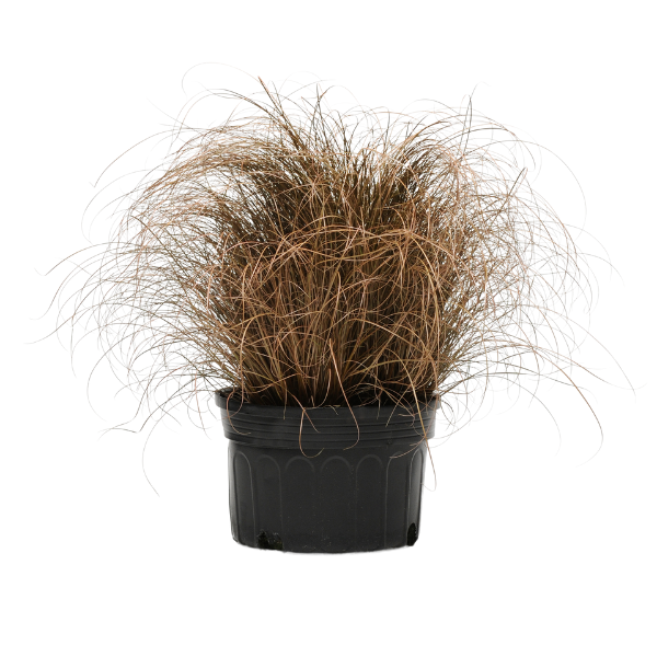 Ornamental Grass comans 'Carex-Bronco'