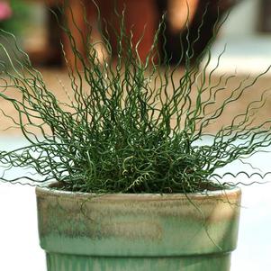 Ornamental Grass effusus spiralis 'Juncus-Twister'