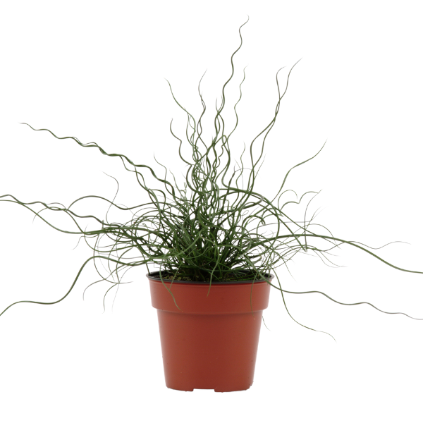 Ornamental Grass effusus spiralis 'Juncus-Twister'