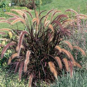 Ornamental Grass setaceum 'Pennisetum-Rebrum Purple Fountain'