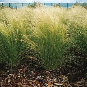 Ornamental Grass nassella tenuissima 'Pony Tails'