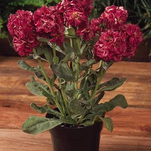 Stock matthiola incana 'Vintage Copper'