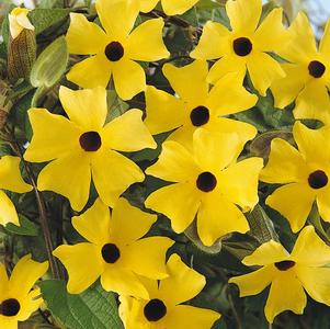 Thunbergia alata 'Sunny Lemon Star'