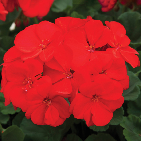 Geranium Zonal pelargonium zonale 'Rocky Mountain Dark Red'