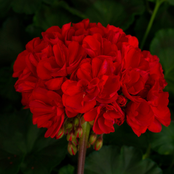 Geranium Zonal pelargonium zonale 'Tango Dark Red'