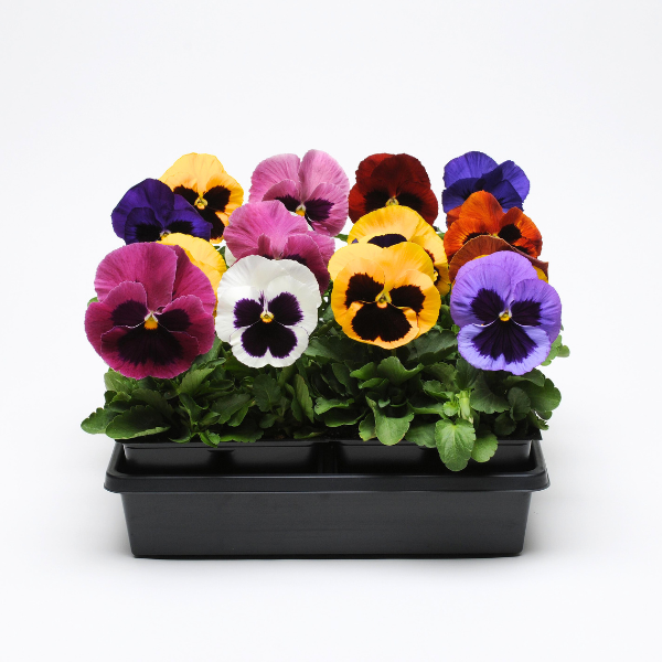 Pansy viola x wittrockiana 'Matrix Blotch Mix'